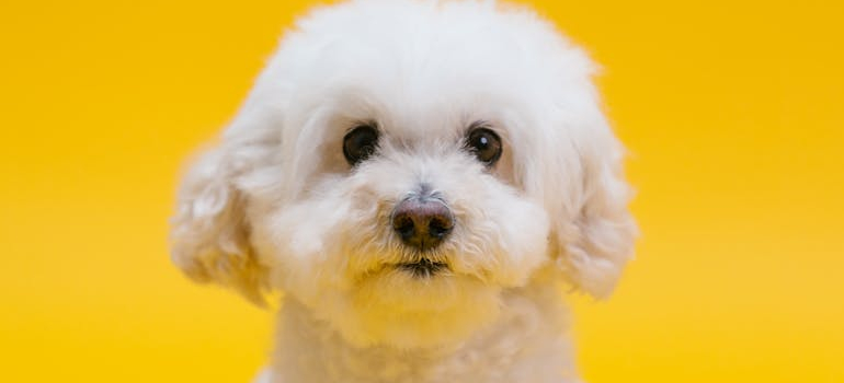 a bichon looking at the camera
