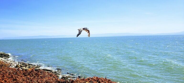 bird above water