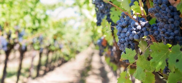 Grapes on Vineyard