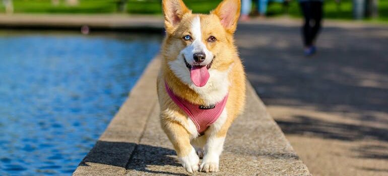 Pembroke Welsh Corgi Near the Body of Water