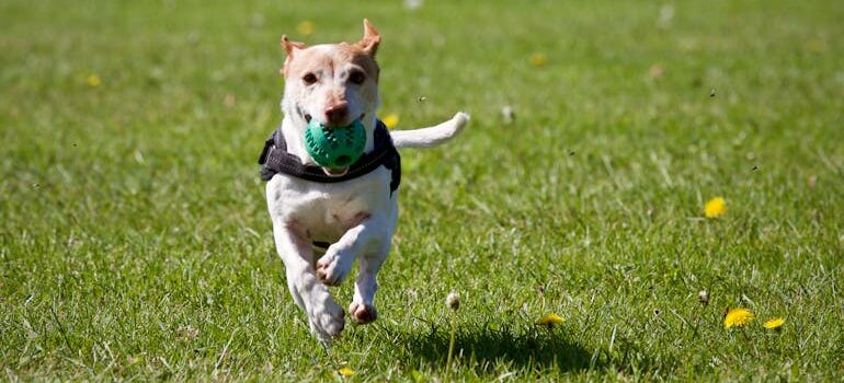best pet-friendly neighborhoods in the Bay Area